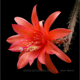 Aporocactus cv Marsha