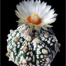 Astrophytum asterias cv