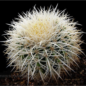 Echinocactus grusonii 4