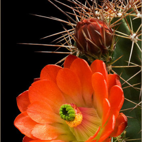 Echinocereus triglochidiatus