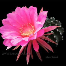 Echinopsis cv Dorothy Emmiline