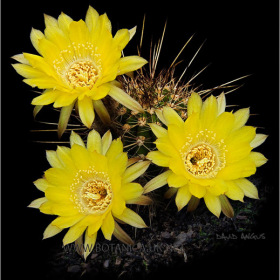 Lobivia Echinopsis hybrid