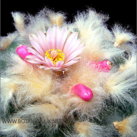 Lophophora williamsii 4