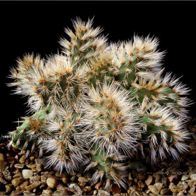 Opuntia hintoni