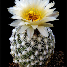 Pediocactus despainii