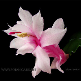 Schlumbergera cv 2