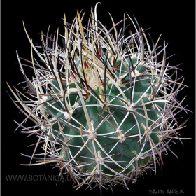 Sclerocactus whipplei