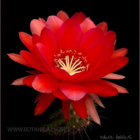 Trichocereus grandiflora