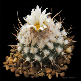 Turbinicarpus sp