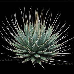 AGAVE-UTAHENSIS-EBOR-1Aa-use