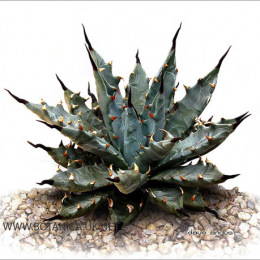 AGAVE-utahensis-nevadensis