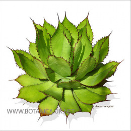 Agave-bovicornuta