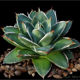 Agave-filifera-compacta