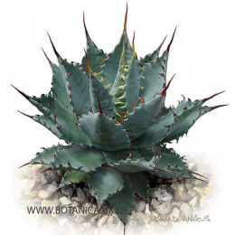 Agave-subsimplex