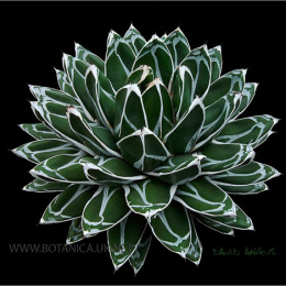 Agave-victoria-reginae