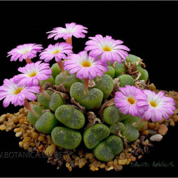 Conophytum-kennedyi-SB-631