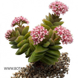 Crassula-Brides-Bouquet