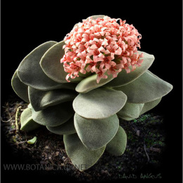 Crassula-Morgans-Beauty