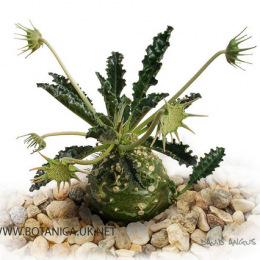 Dorstenia-BRL-887B