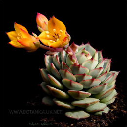 Echeveria-derenbergii