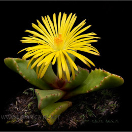 Faucaria-tigrina-2