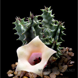 Huernia-primulina