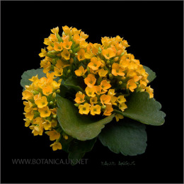 Kalanchoe-cultivar