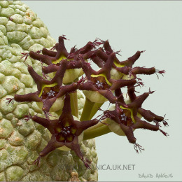 Pseudolithos-migiurtianus