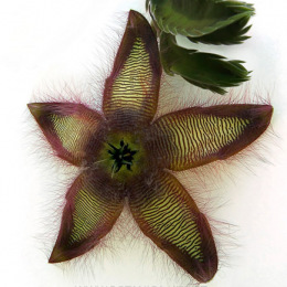 Stapelia-getliffi