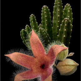 Stapelia-hirsuta